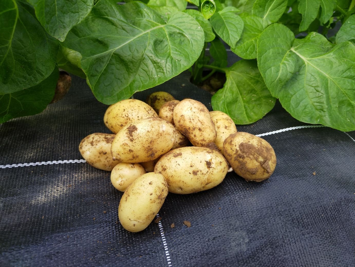 POMME DE TERRE NOUVELLE - 3 €/kg -